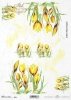 krokus, żółty kwiat, ogród, łąka, wiosna, R898, crocus, yellow flower, garden, meadow, spring, Krokus, gelbe Blume, Garten, Wiese, Frühling, azafrán, flor amarilla, jardín, prado, primavera